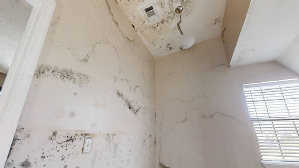 Professional Mold Removal in Valatie, NY