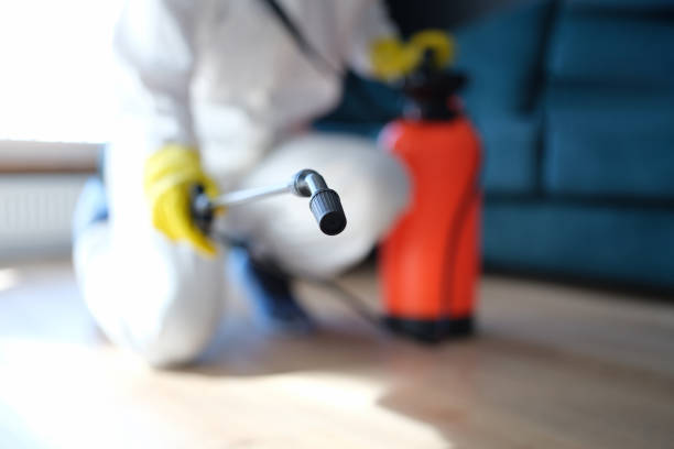 Best Black Mold Removal  in Valatie, NY